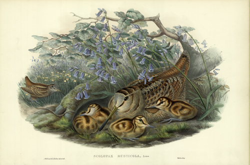 SCOLOPAX RUSTICOLA (TREE-CREEPER) SCOLOPAX RUSTICOLA (TREE-CREEPER)