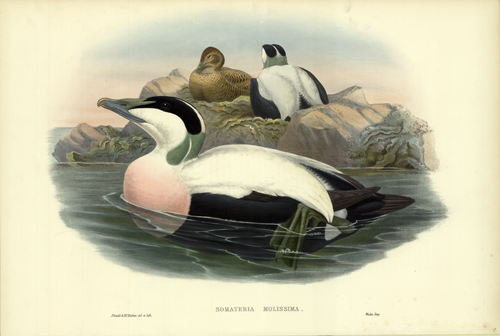 Somateria Mollissima (Eider Duck)