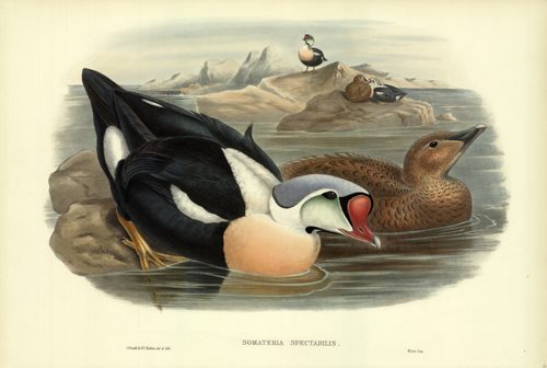 Somateria Spectabilis (King Duck)