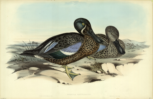 Spatula Rhynchotis (Shovel Bill) Spatula Rhynchotis (Shovel Bill)