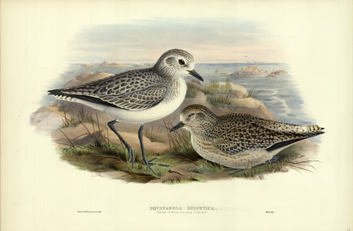 Squatarola Helvetica (Grey Plover (Plumage of Winter and Young of the Year))