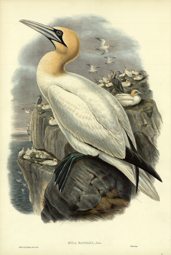 SULA BASSANA (GANNET
