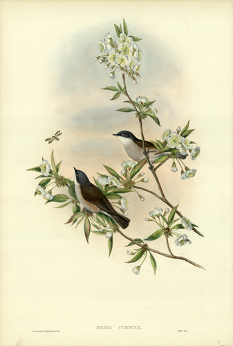 SYLVIA CURRUCA (LESSER WHITETHROAT)