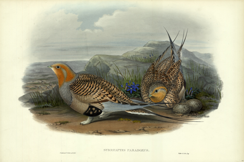 Syrrhaptes Paradoxus (Pallas's Sandgrouse)