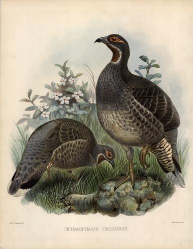 Tetraophasis Obscurus (Mou-Pin Pheasant)