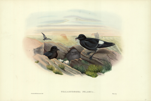 THALASSIDROMA PELAGICA (STORM-PETREL)