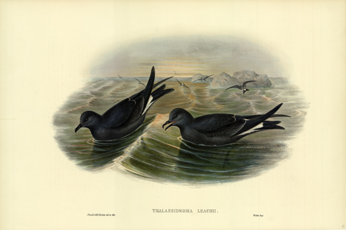 THALASSIDROMA LEACHII (FORK-TAILED STORM-PETREL)