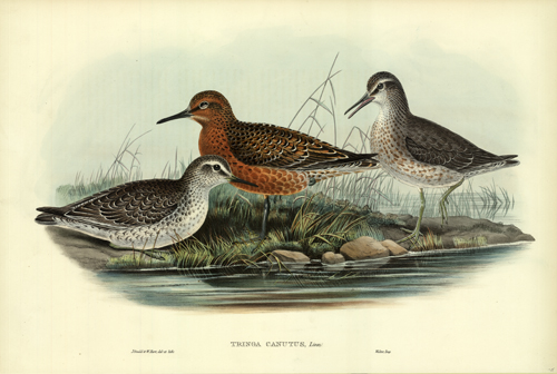 Tringa Canutus Tringa Canutus