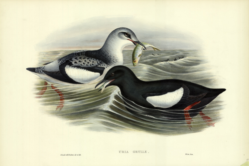 Uria Grylle (Black Guillemot) Uria Grylle (Black Guillemot)