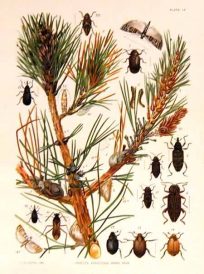 Insects Affecting Hard Pine
