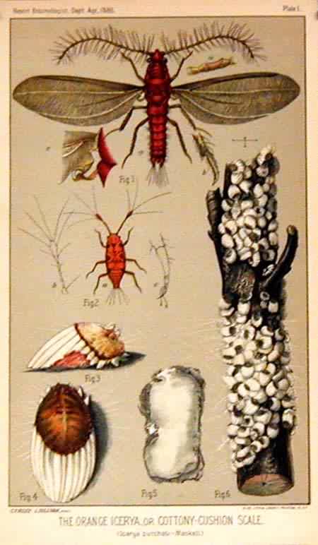 The Orange Icerya The Orange Icerya