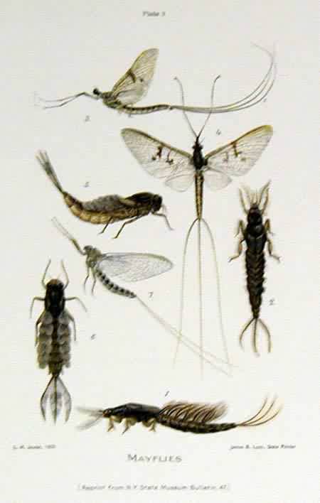 Mayflies
