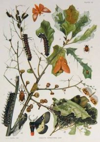 Insects Affecting Oak