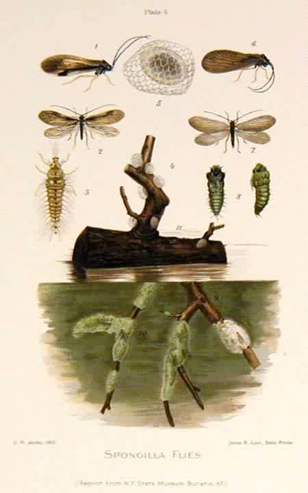 Spongilla Flies