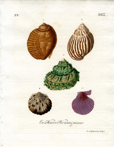 Ex Museo Houttuijniano