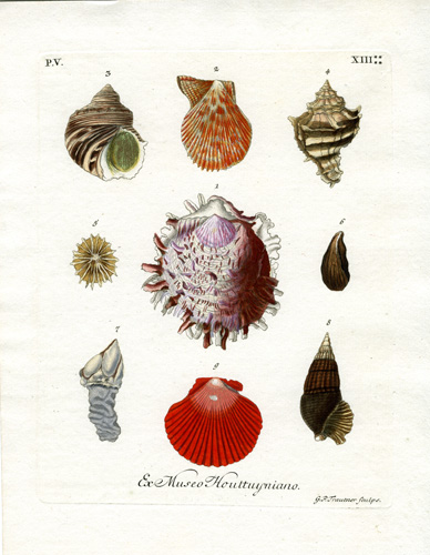 Ex Museo Houttuijniano