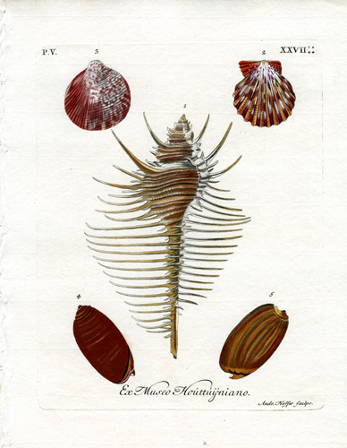 Ex Museo Houttuijniano