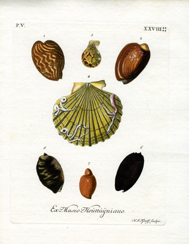 Ex Museo Houttuijniano Ex Museo Houttuijniano