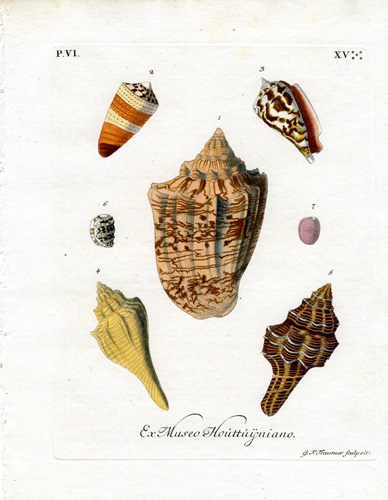 Ex Museo Houttuijniano