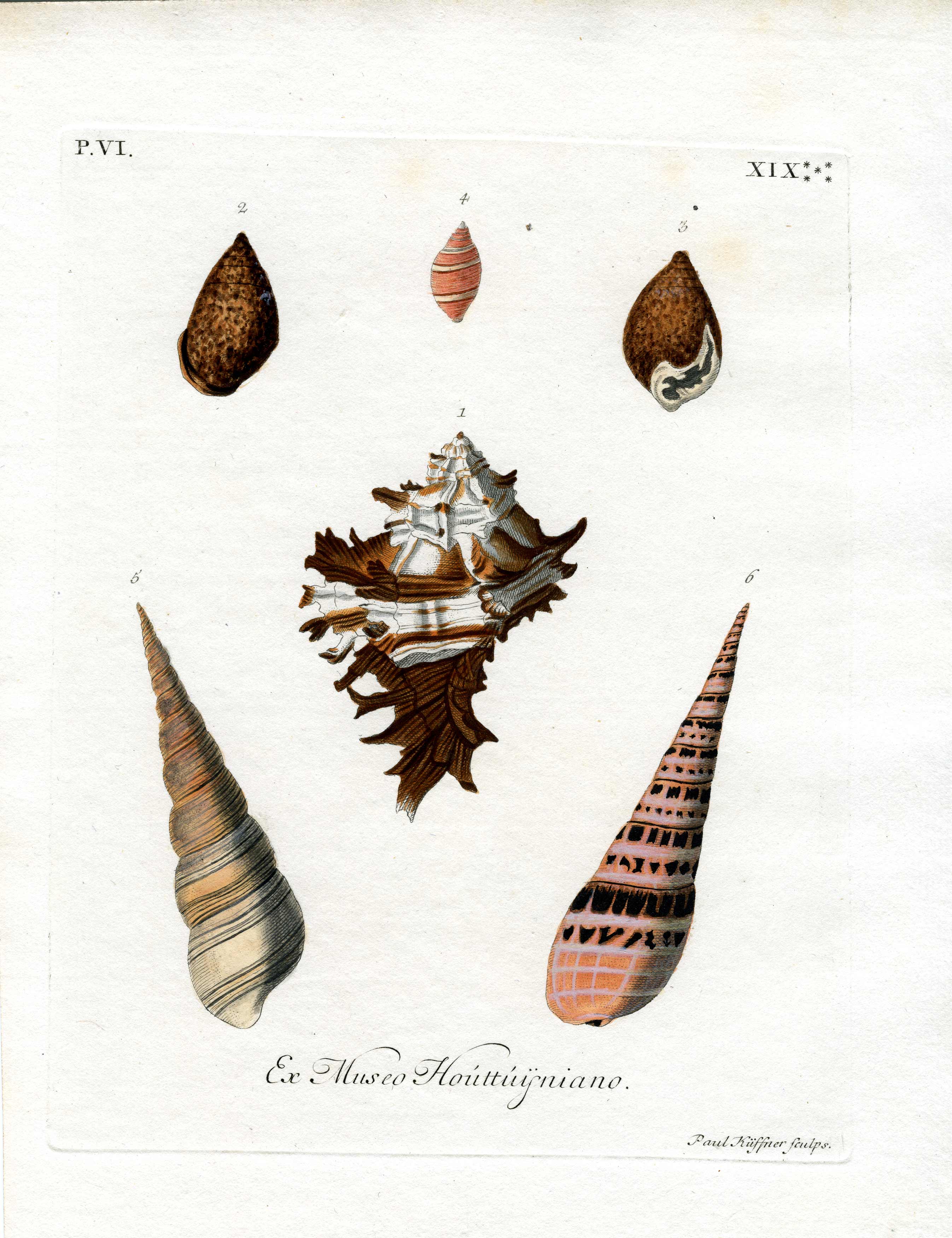 Ex Museo Houttuijniano