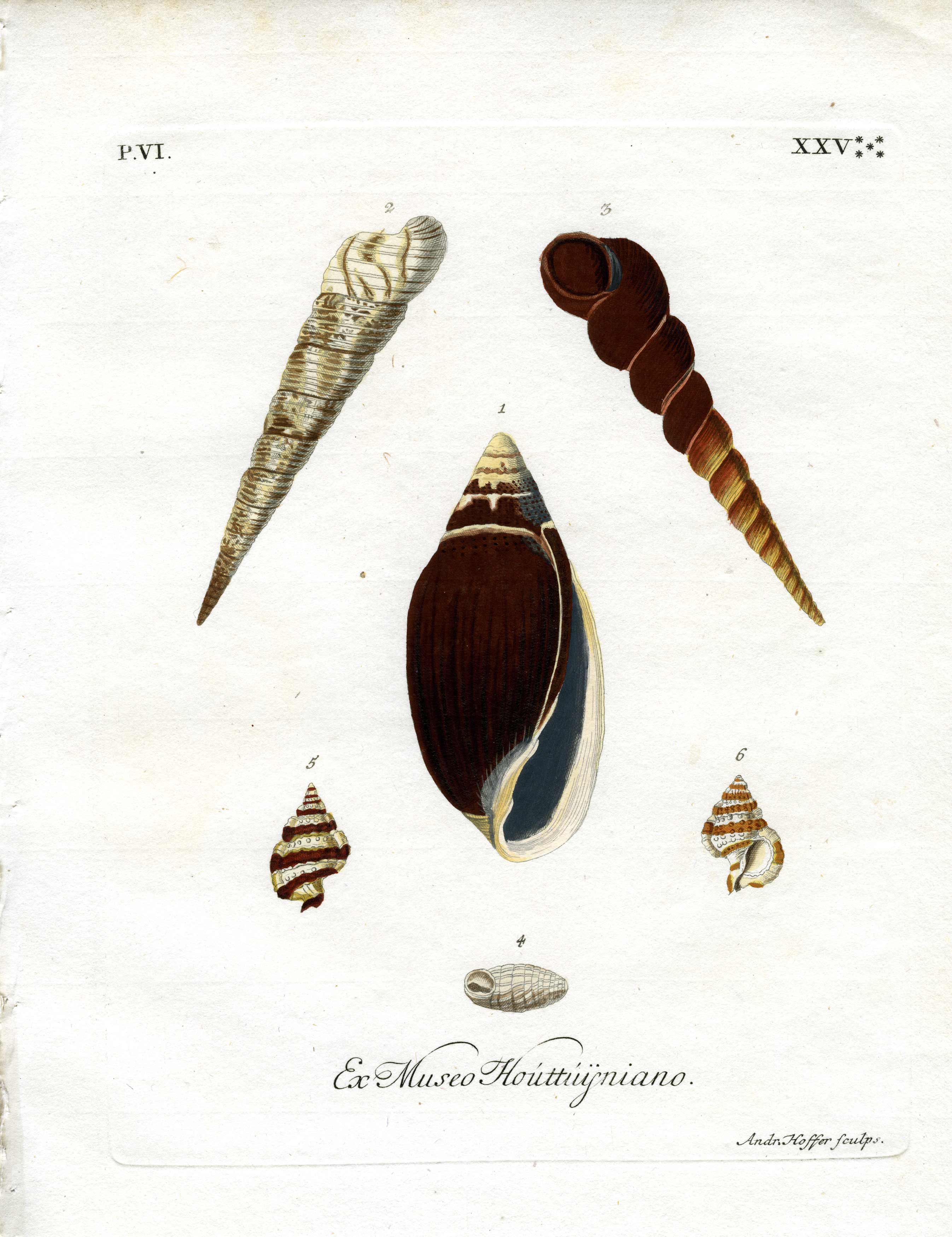 Ex Museo Houttuijniano