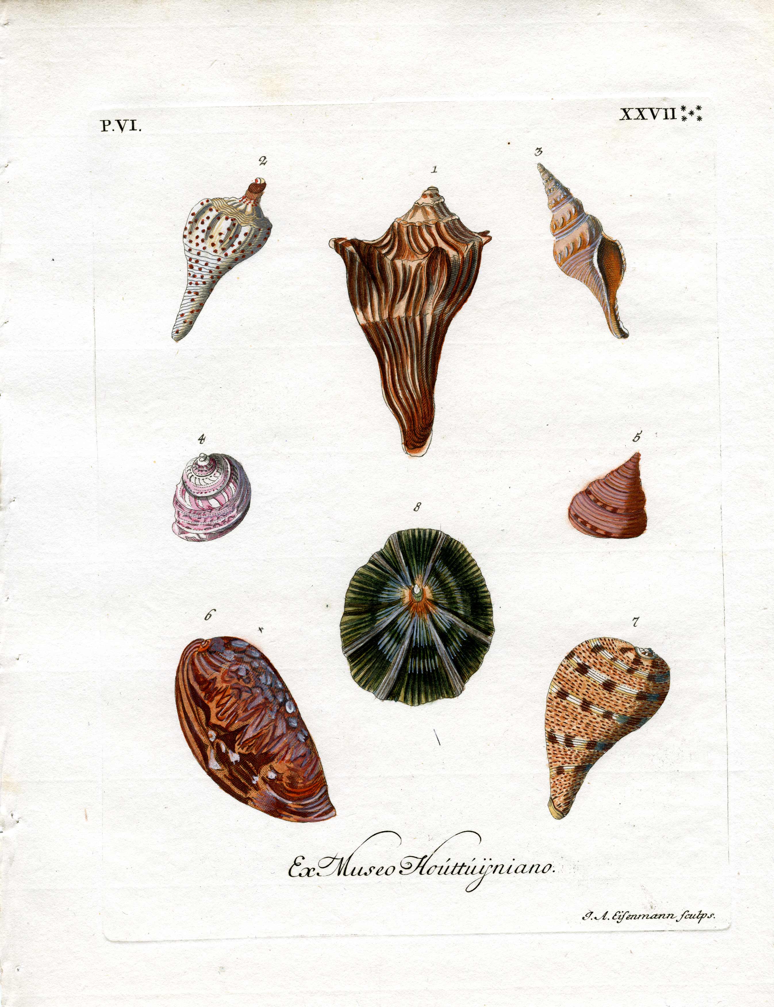 Ex Museo Houttuijniano Ex Museo Houttuijniano