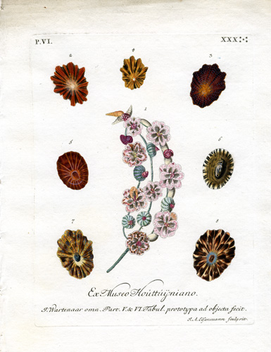 Ex Museo Houttuijniano. I Wartenaar omn