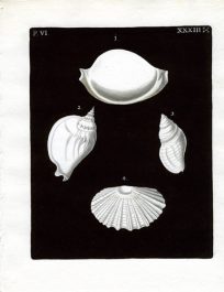 (Four Shells)