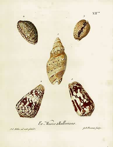 Ex Museo quondam Breyniano Ex Museo quondam Breyniano