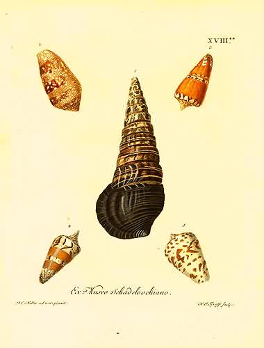 Ex Museo Schadeloockiano Ex Museo Schadeloockiano