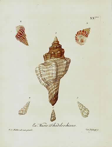 Ex Museo Schadeloockiano Ex Museo Schadeloockiano