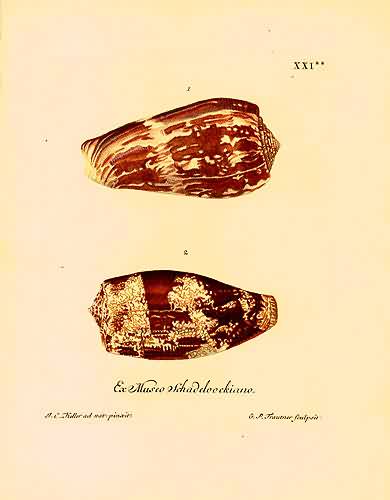 Ex Museo Schadeloockiano Ex Museo Schadeloockiano