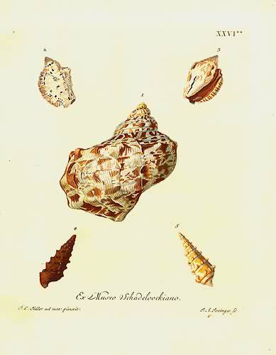 Ex Museo Schadeloockiano Ex Museo Schadeloockiano