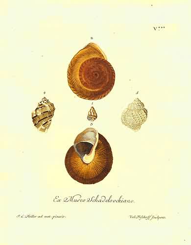 Ex Museo Schadeloockiano Ex Museo Schadeloockiano