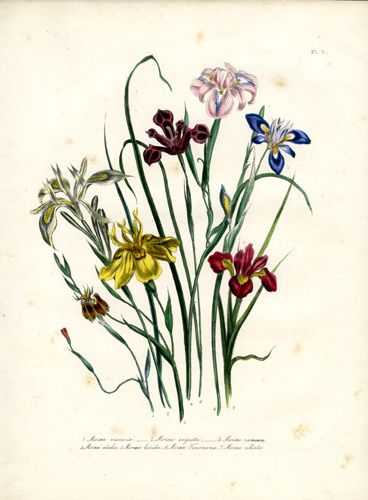 Moraea