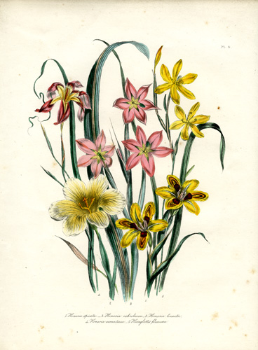 Homeria - Hexaglottis Homeria - Hexaglottis