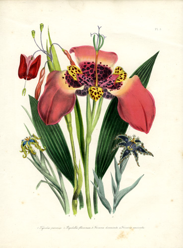 Ferraria - Tigridia - Rigidella