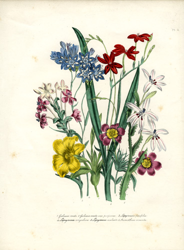 Galaxia - Lapeyrousia (Peyrousia) - Anomatheca