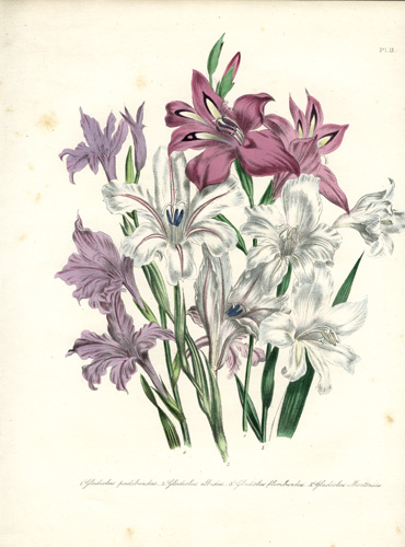 Gladiolus (Corn-Flag)