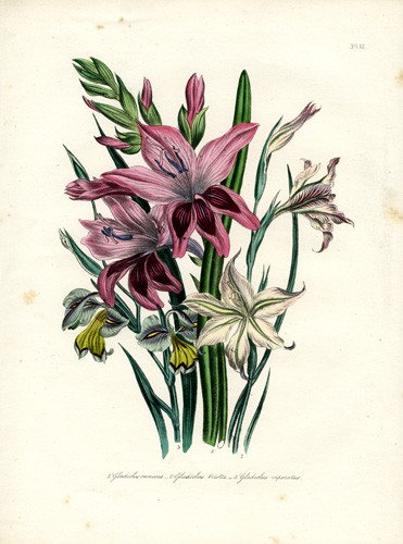 Gladiolus (Corn-Flag) Gladiolus (Corn-Flag)