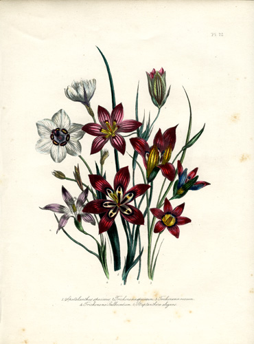 Streptanthera - Spatalanthus (Ribbon-Flower) - Trichonema - Art Source ...