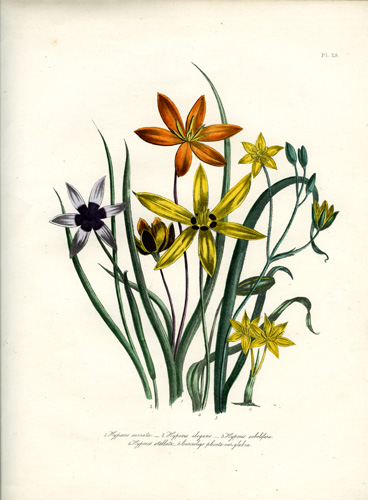 Hypoxis - Curculigo