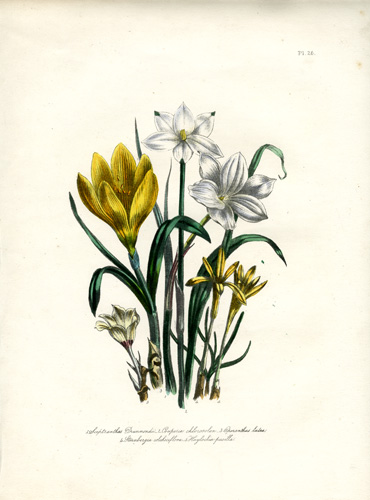 Cooperia - Sternbergia - Oporanthus (Yellow Amaryllis) - Haylockia - Sceptranthes (Sceptre-Flower)