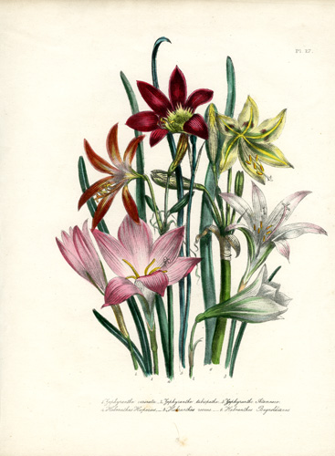 Zephyranthes (Swamp Lilly) - Habranthus
