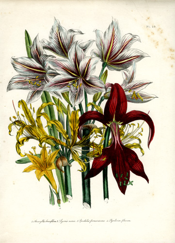 Hippeastrum (Knight's Star Lily) - Amaryllis - Sprekelia (Jacobea Lily ...