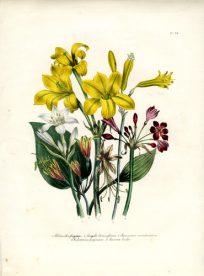 Chlidanthus - Stenomesson - Eucrosia - Calostemma - Eurycles
