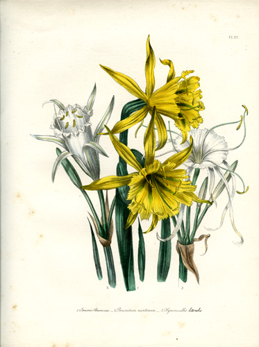 Pancratium (Sea Daffodil) - Hymenocallis - Ismene