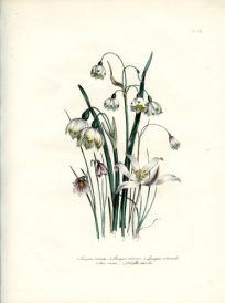 Acis (Narrow-Leaved Snowflake) - Leucojum (Snowflake) - Gethyllis (Cape Crocus)