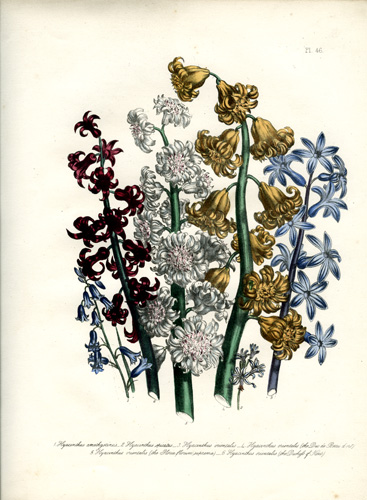 Hyacinthus (Hyacinth)