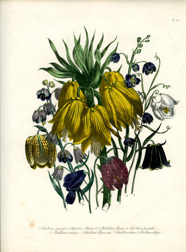 Fritillaria (Fritillary)